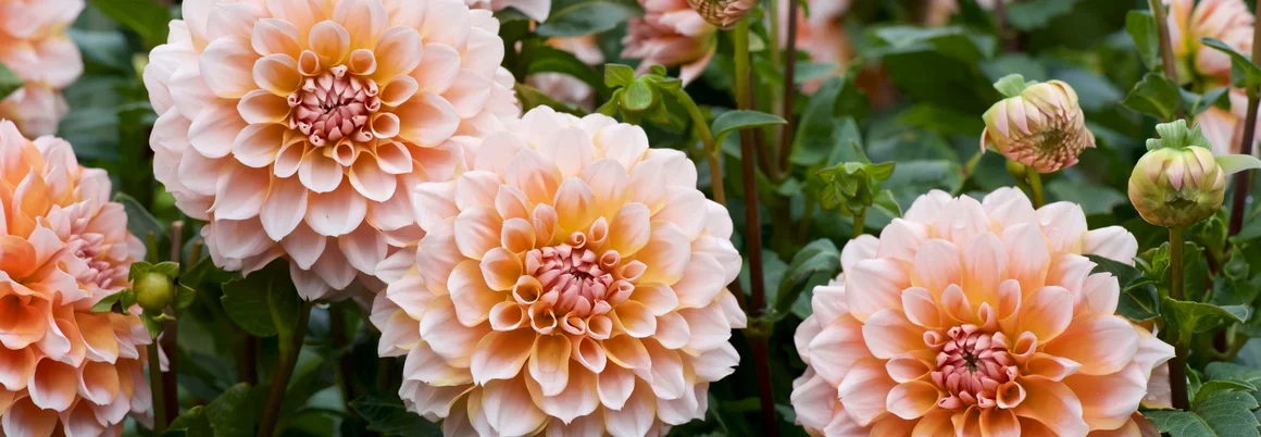 Nahaufnahme von pfirsichfarbenen Dahlien